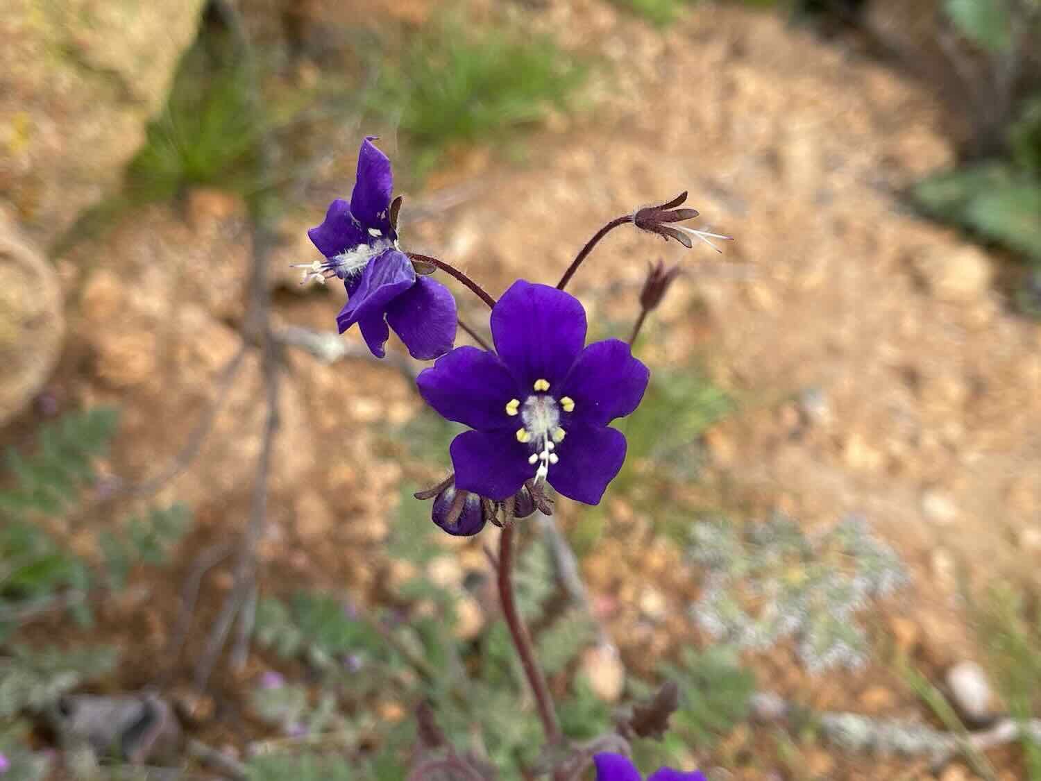 Parry's Phacelia