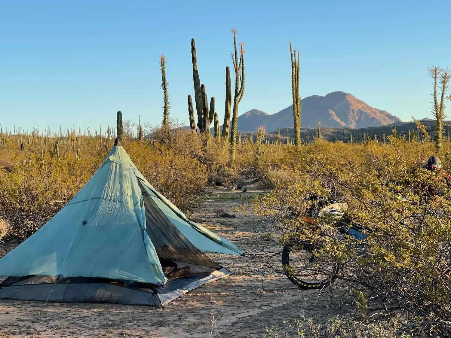 A magical desert campsite among the cacti