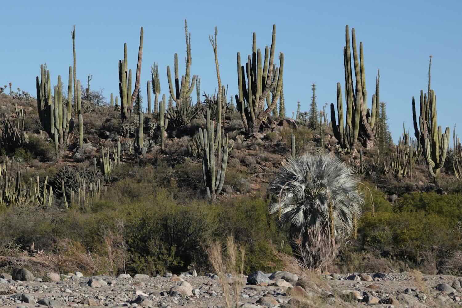 Cardón Cactus and Blue Hesper Palm (both Baja endemics)