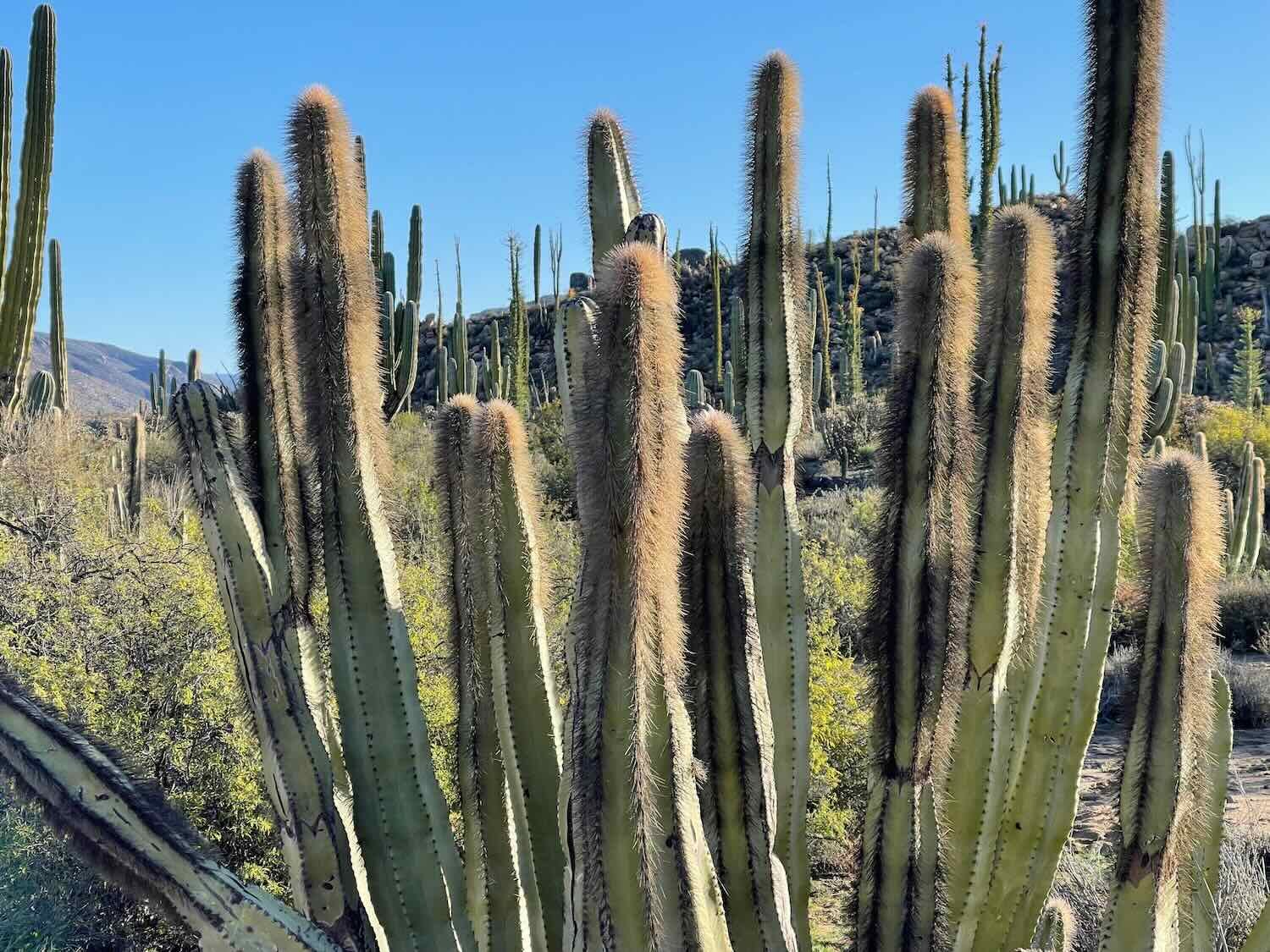 Senita Cactus (a.k.a., Old Man Cactus)