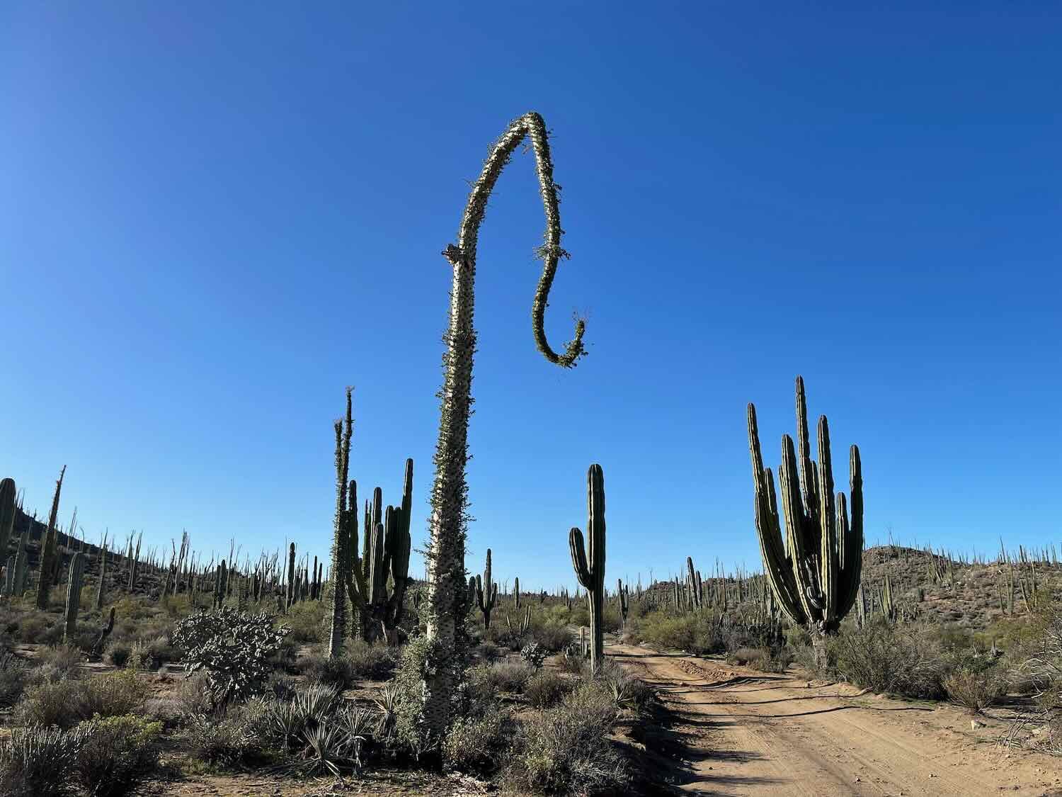 Cirio tree with a fishhook