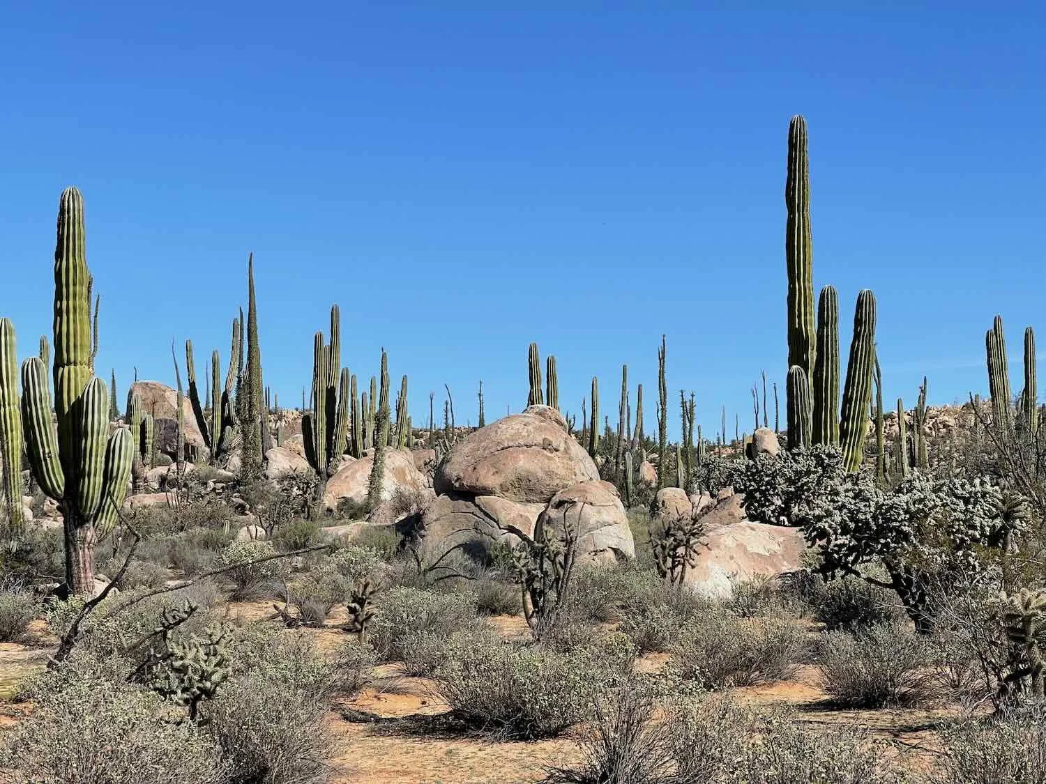 Cactus forest among the granite boulders