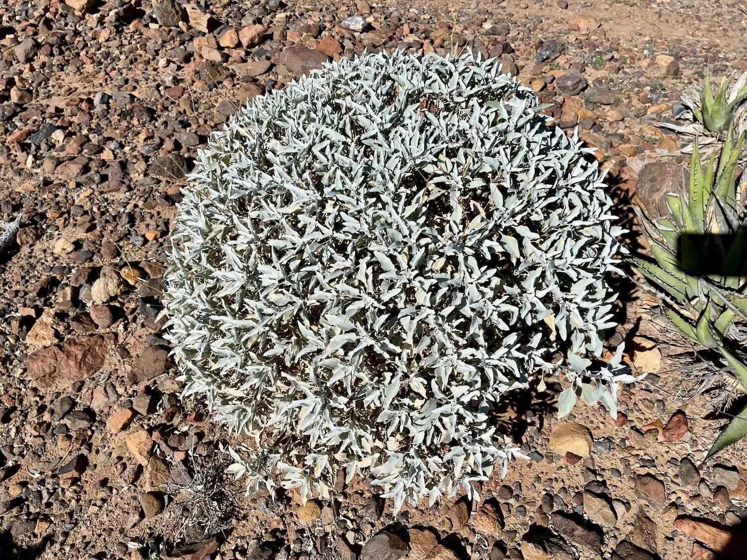 Silvery cushions of brittlebush were everywhere