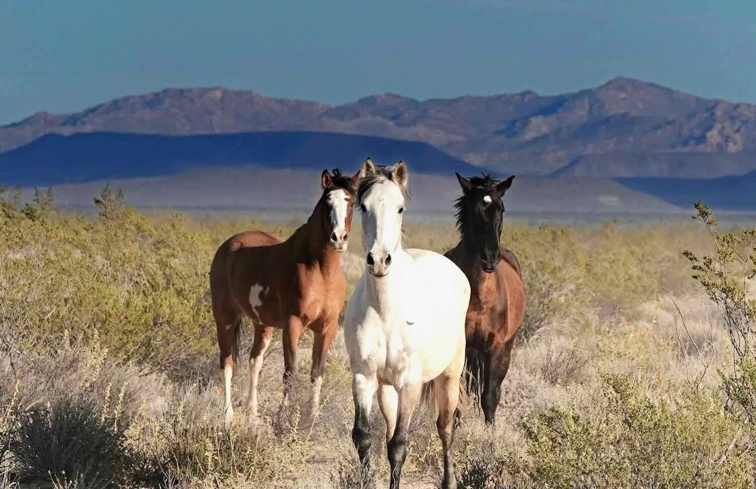 A small herd of horses approached