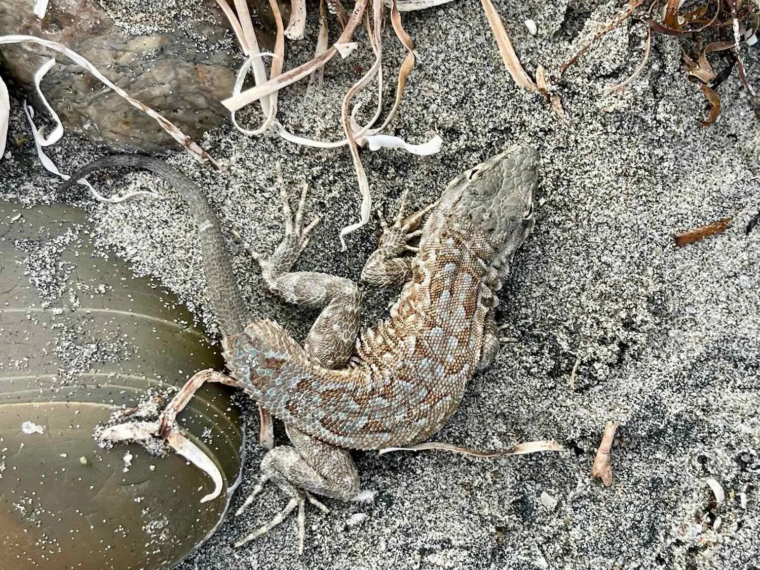 Common Side-blotched Lizard