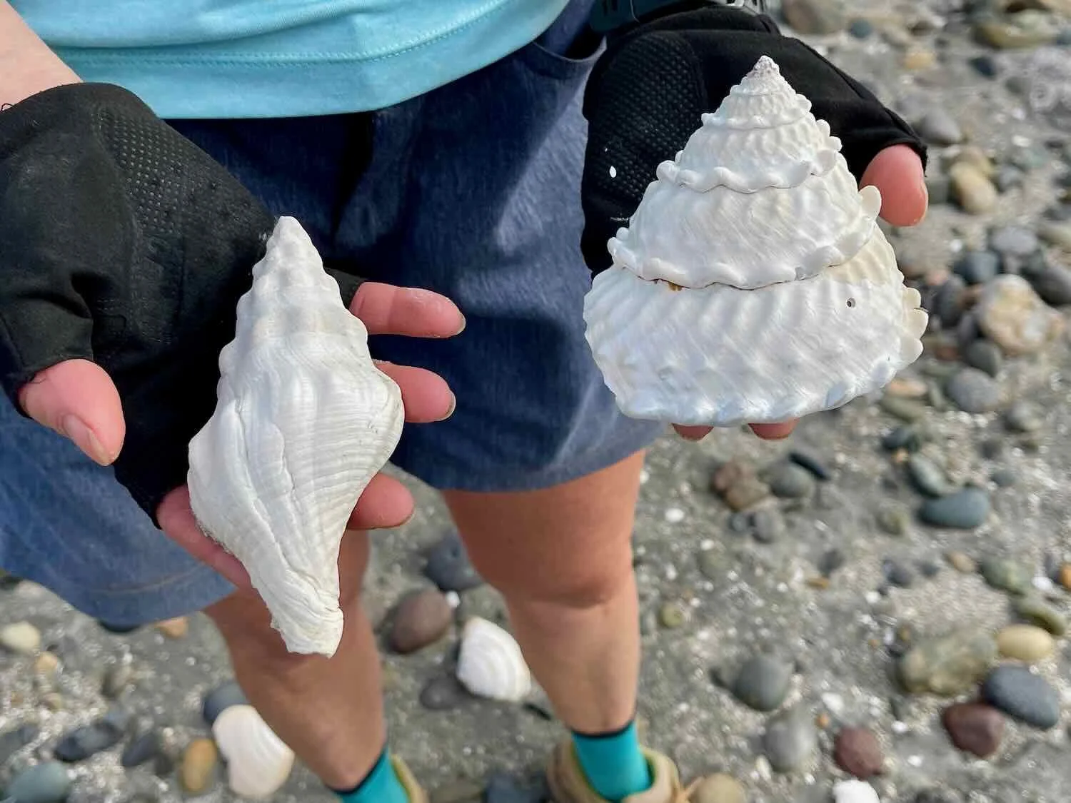 Horse Conch and Wavy Turban Shells
