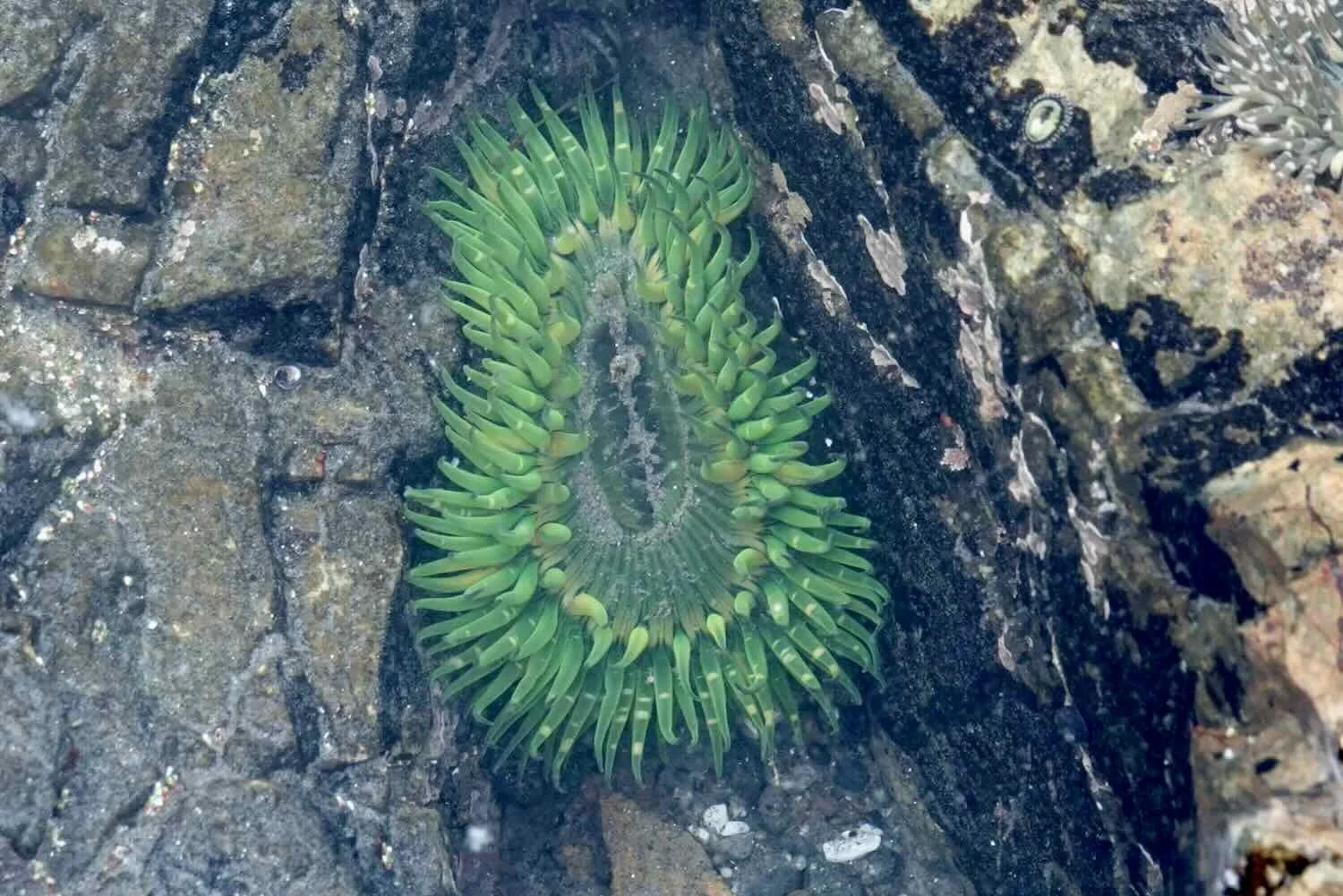 Giant Green Anemone