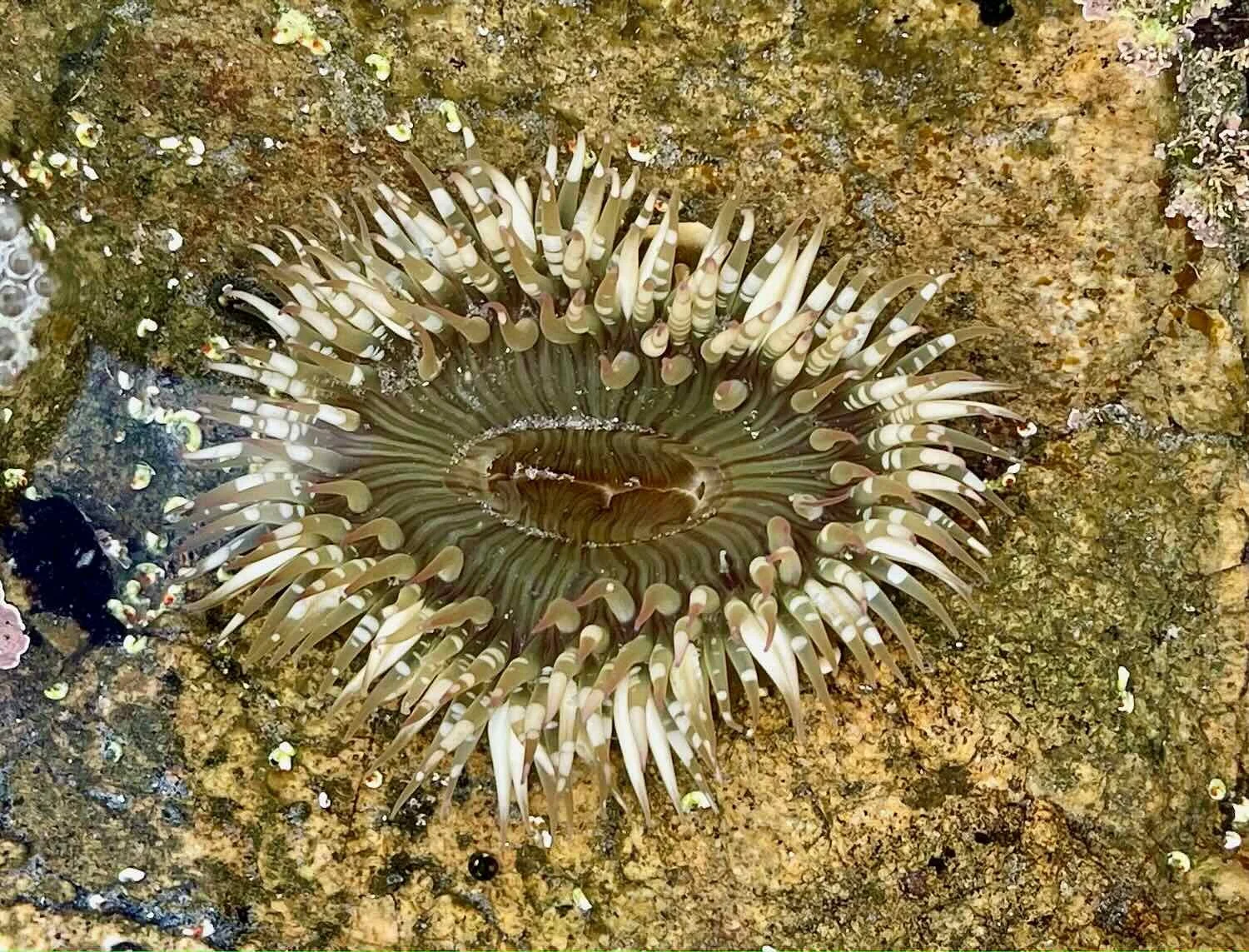 Sunburst Anemone