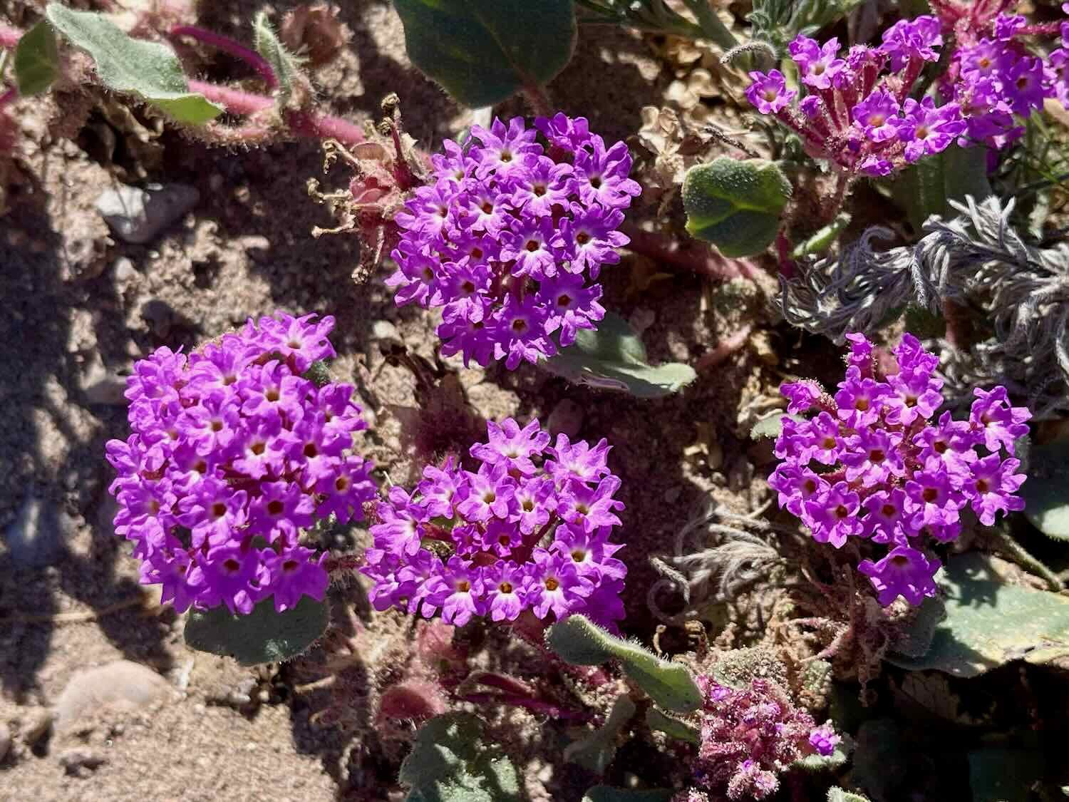 Pink Sand Verbena