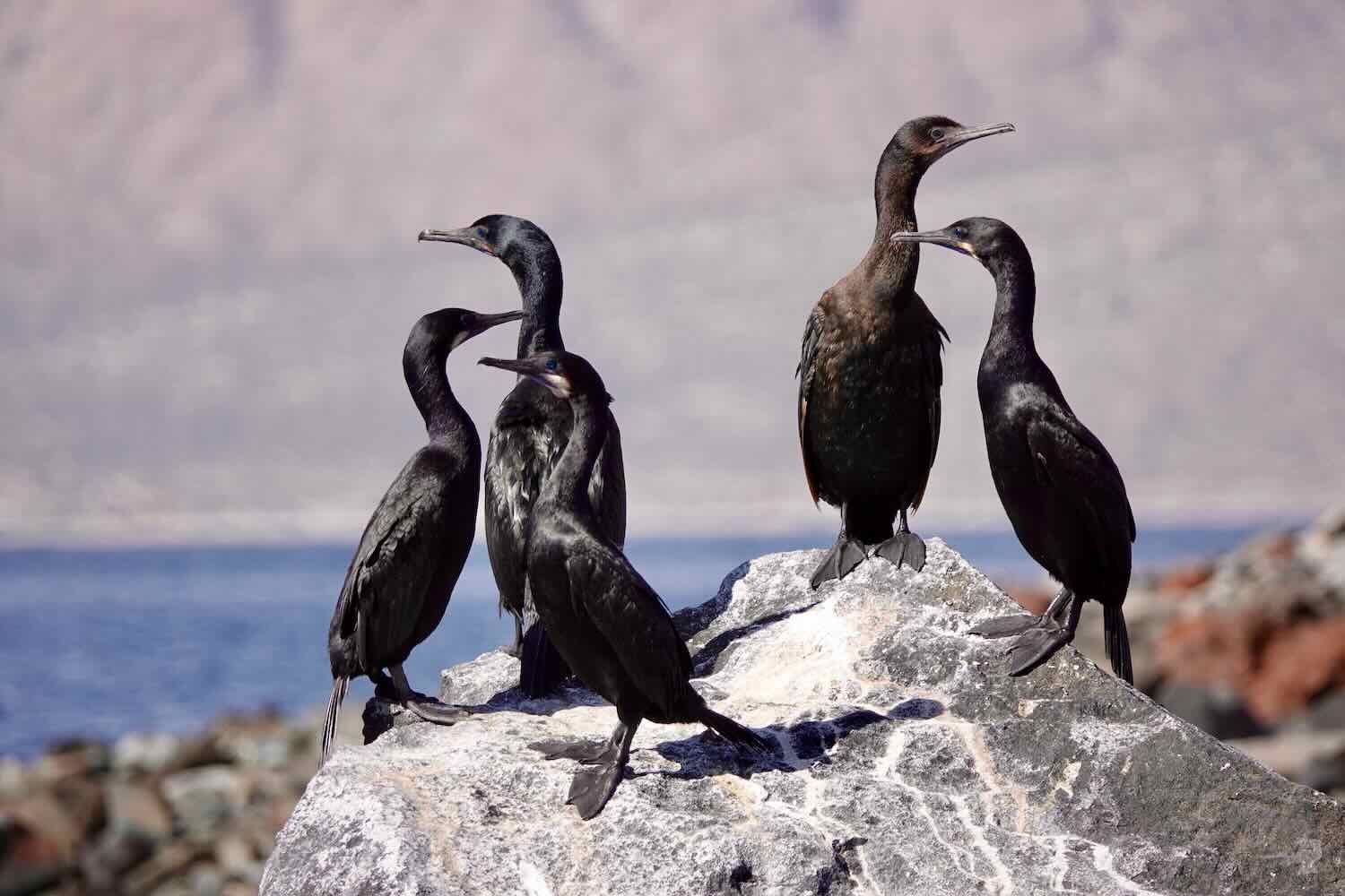 Brandt's Cormorants (same species we saw nesting in La Jolla, California)