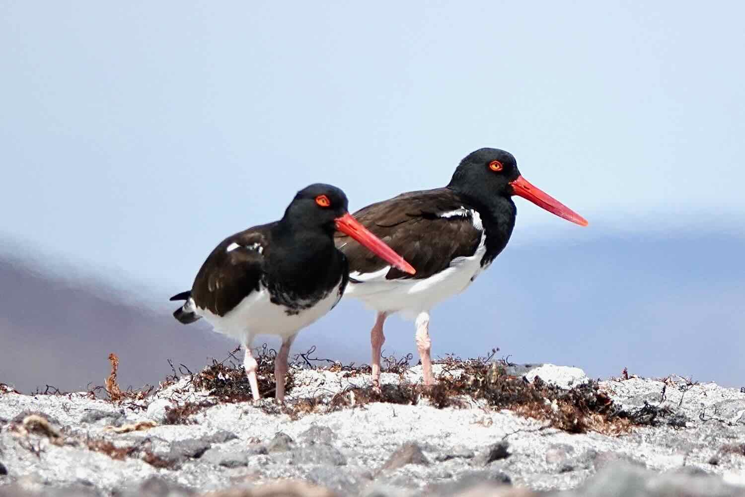 American Oystercatchers