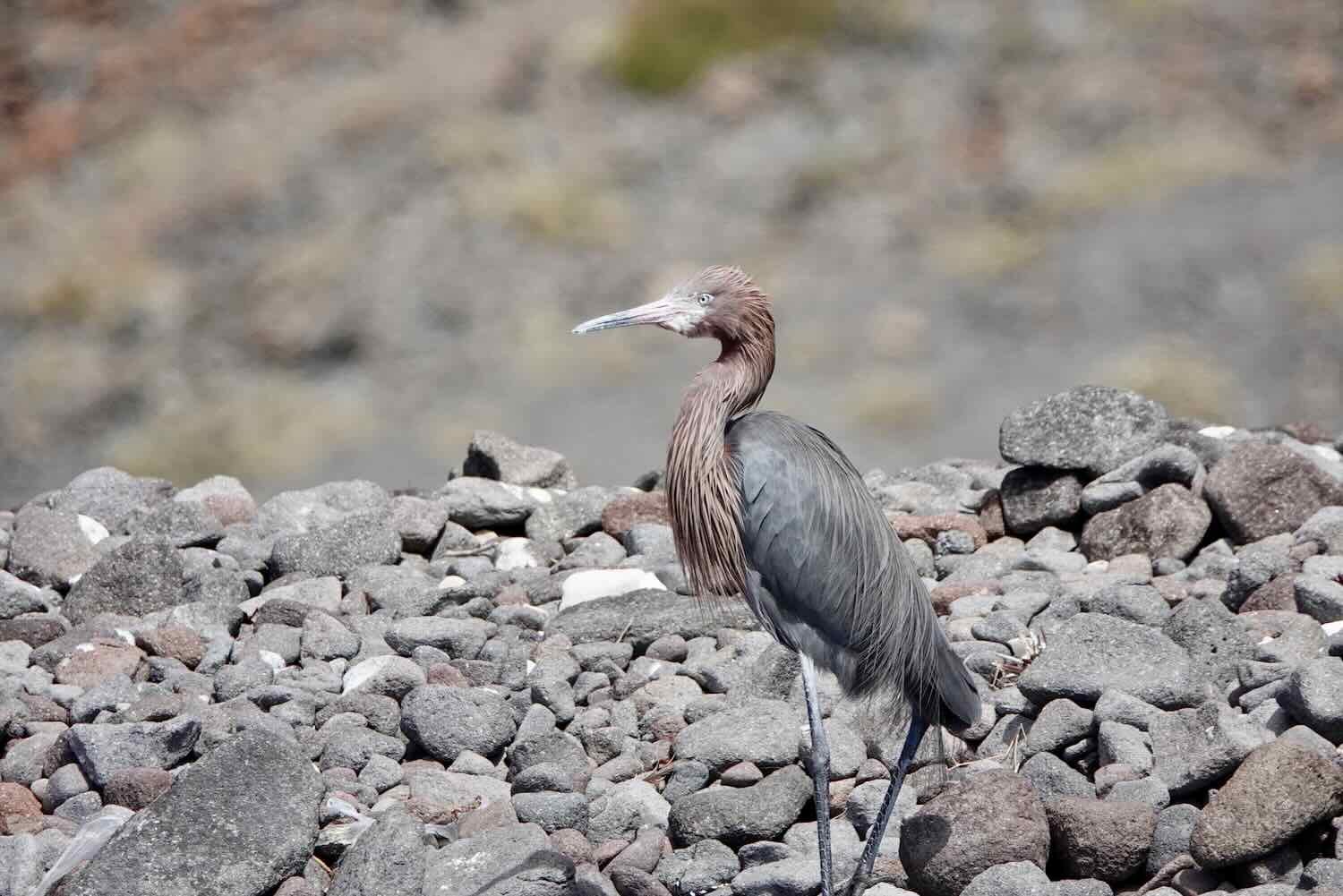 Reddish Egret