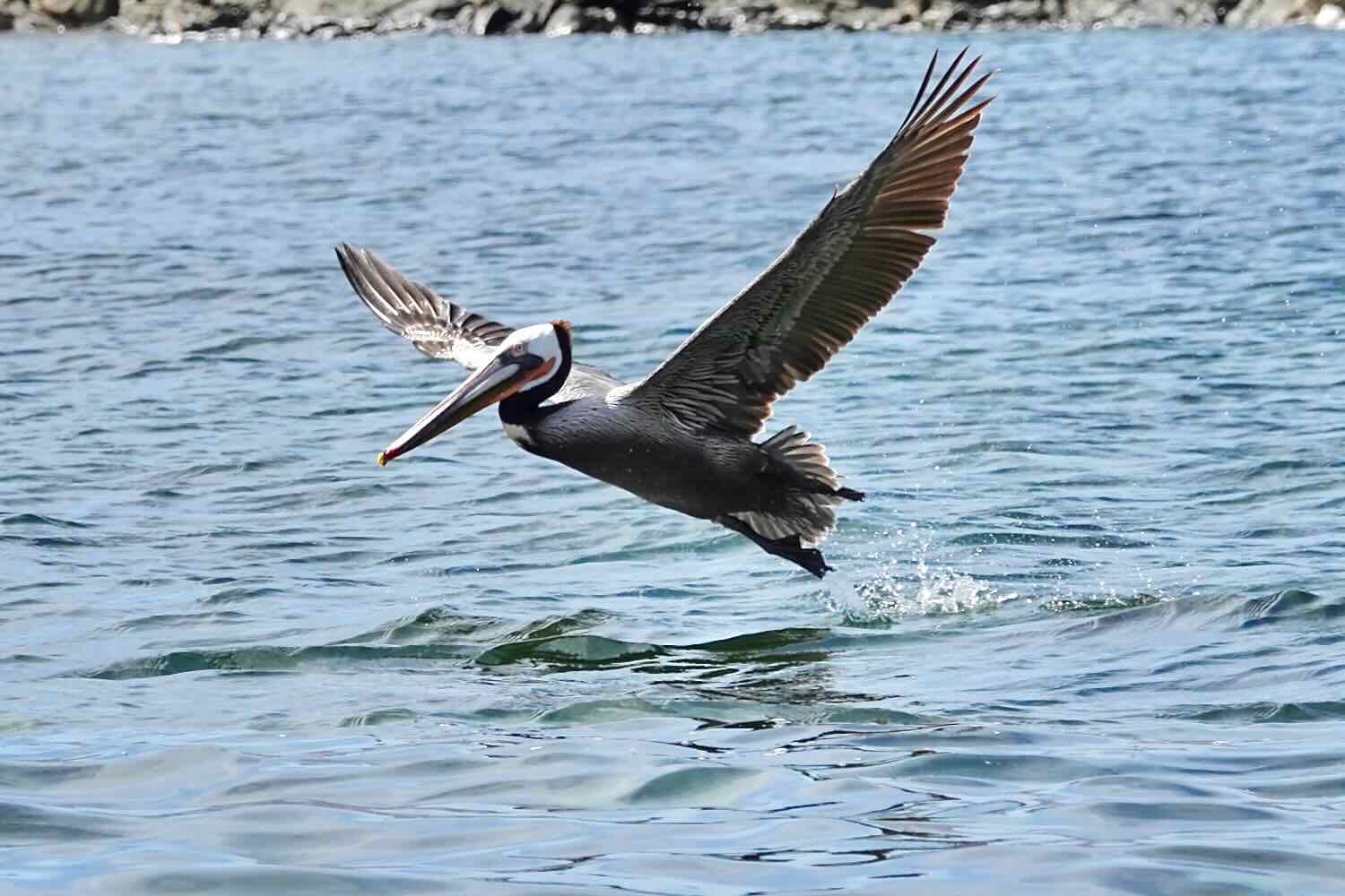 Brown Pelican