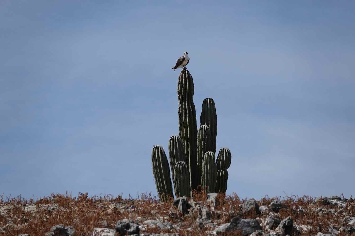 Osprey on Cardón Cactus