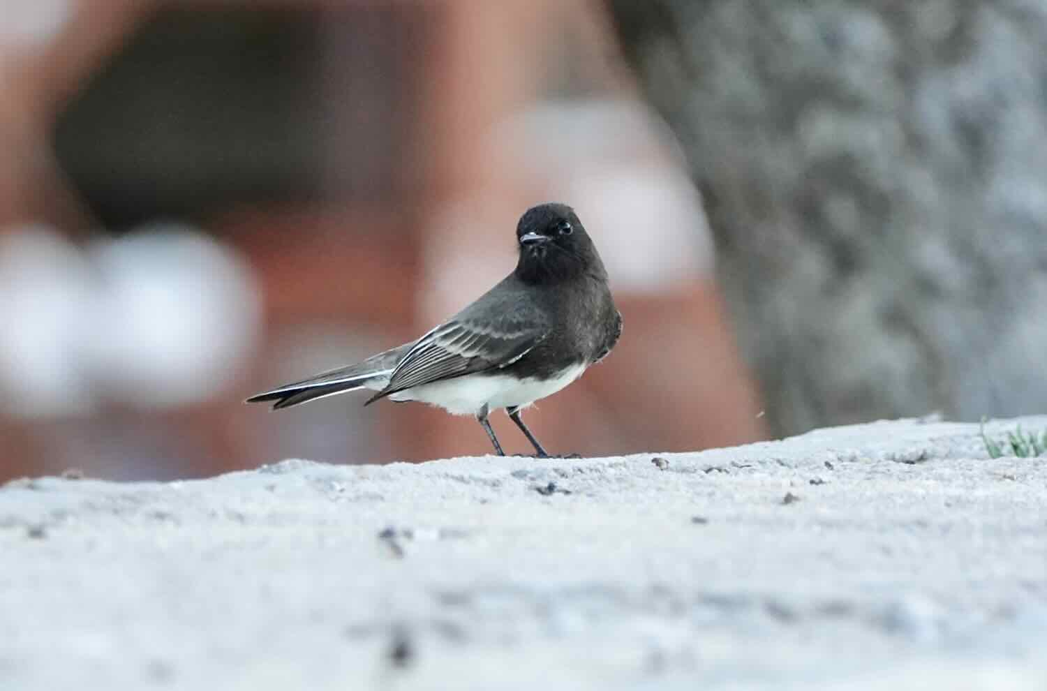 Black Phoebe