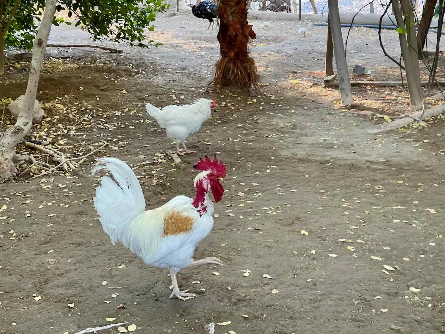 The rooster who makes sure everyone's awake
