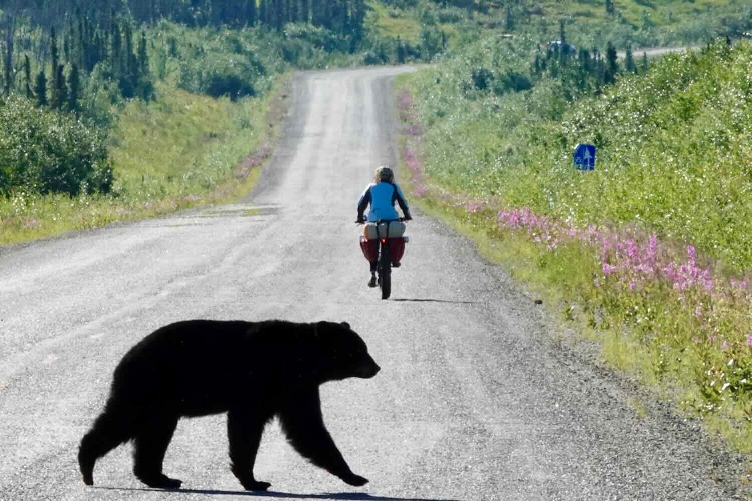 A black bear tries to sneak by on the Dalton Highway, Alaska