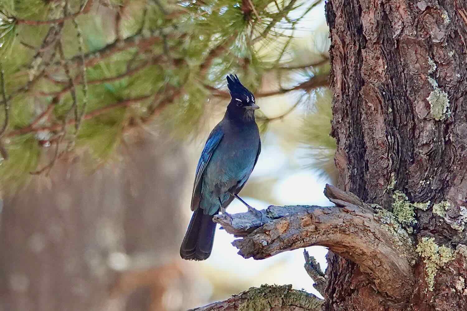 Steller's Jay