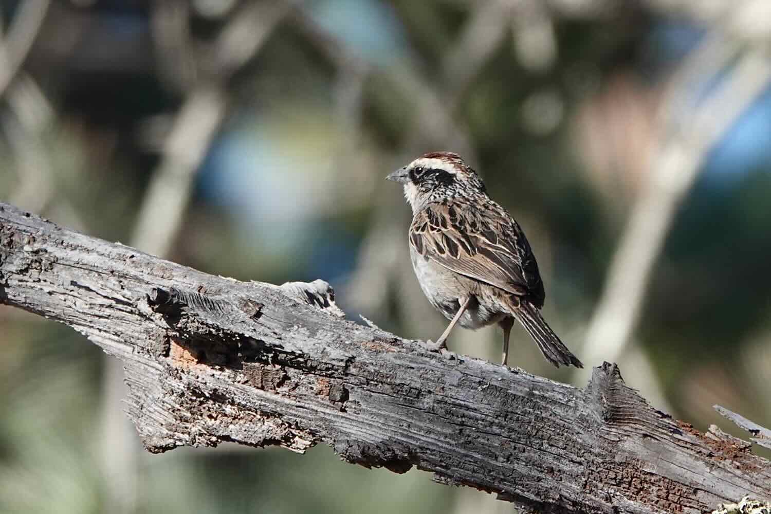 Striped Sparrow