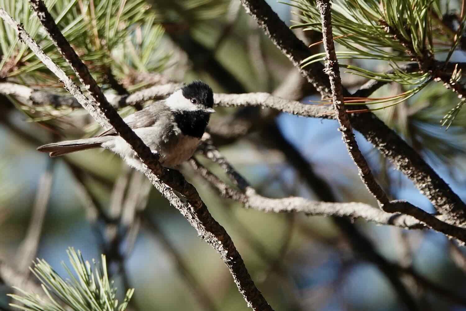 Mexican Chickadee