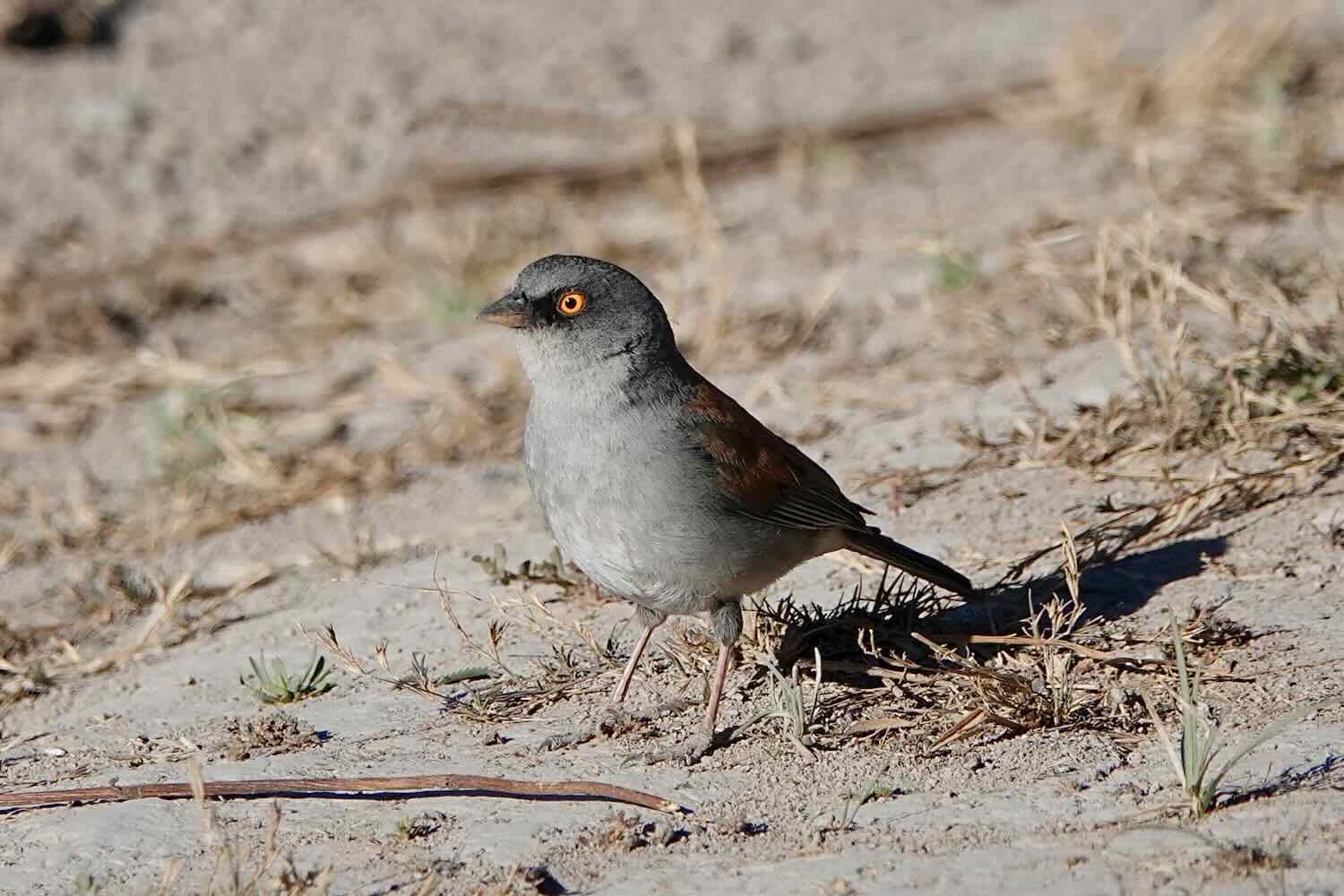 Yellow-Eyed Junco