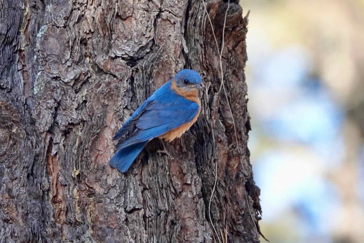 Eastern Bluebird