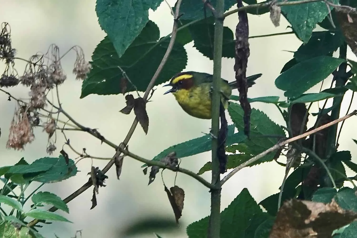 Golden-browed Warbler