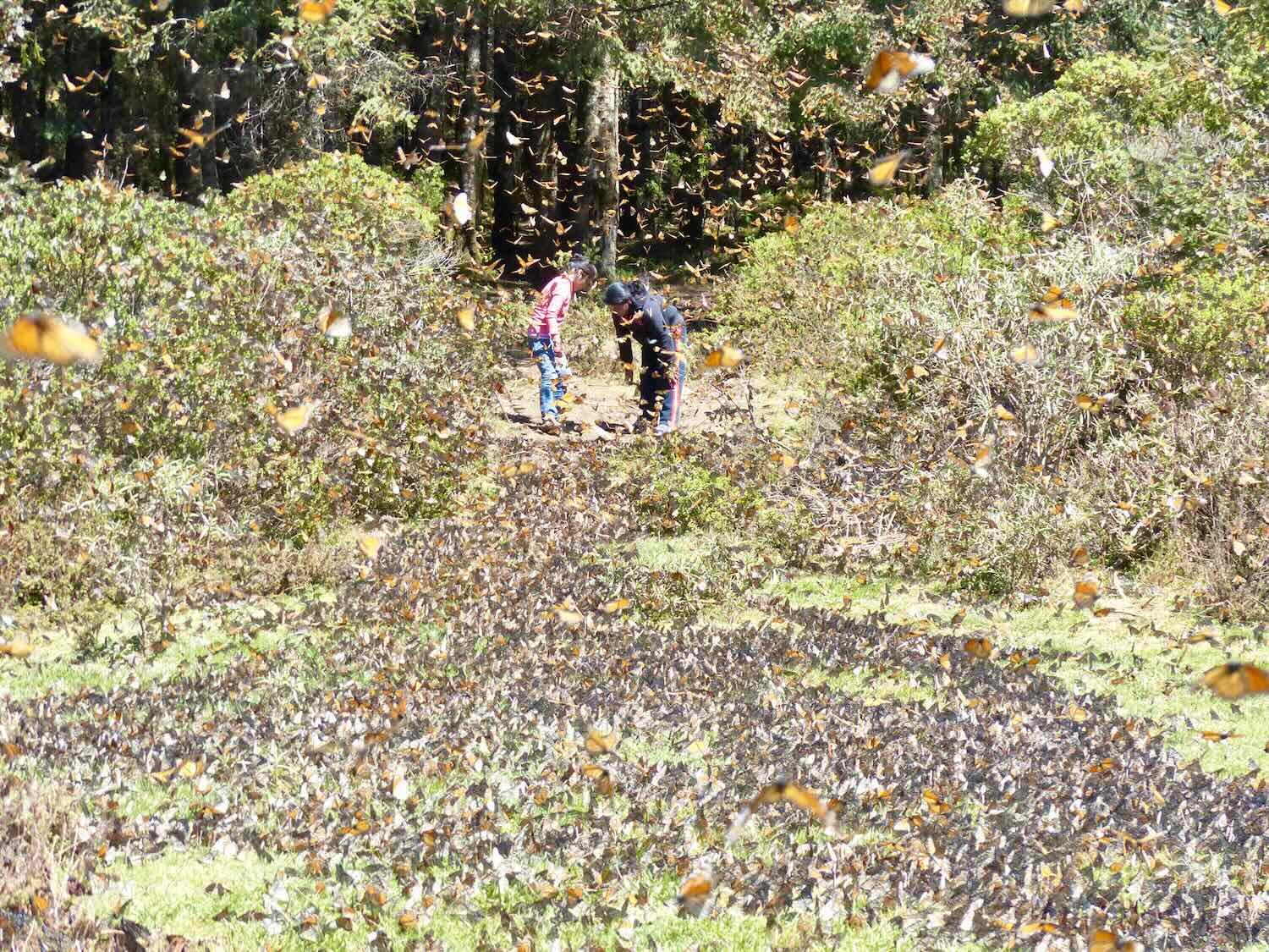 El Rosario Monarch Butterfly Sanctuary, February 2016