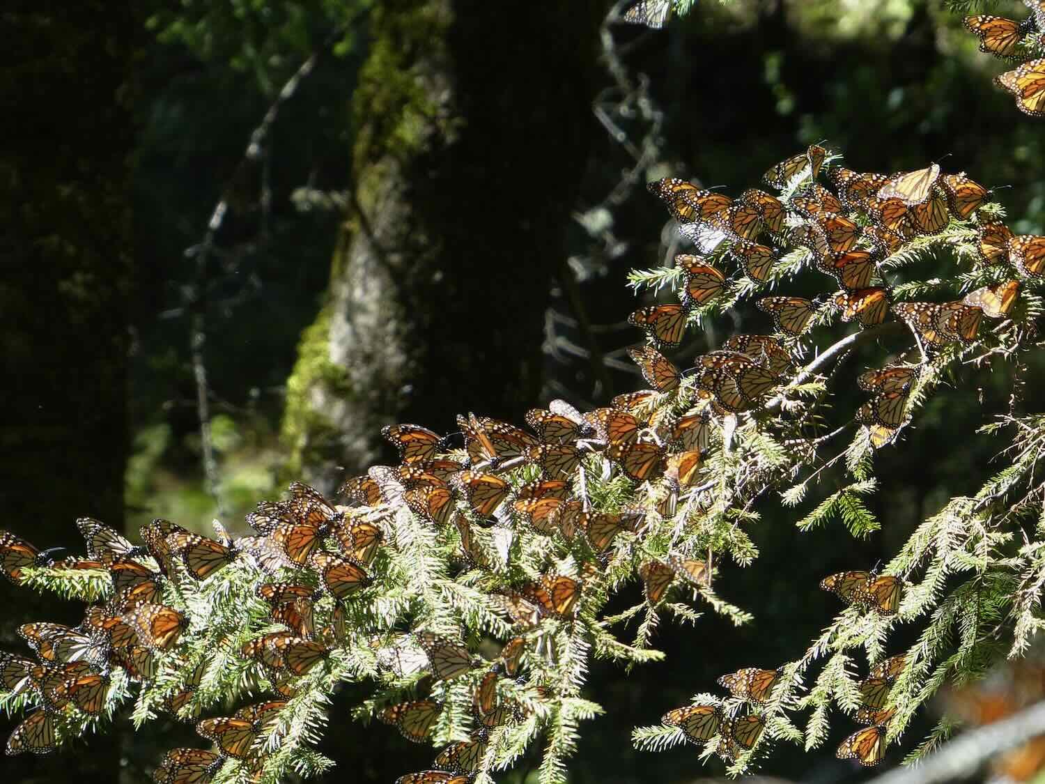 El Rosario Monarch Butterfly Sanctuary, February 2016