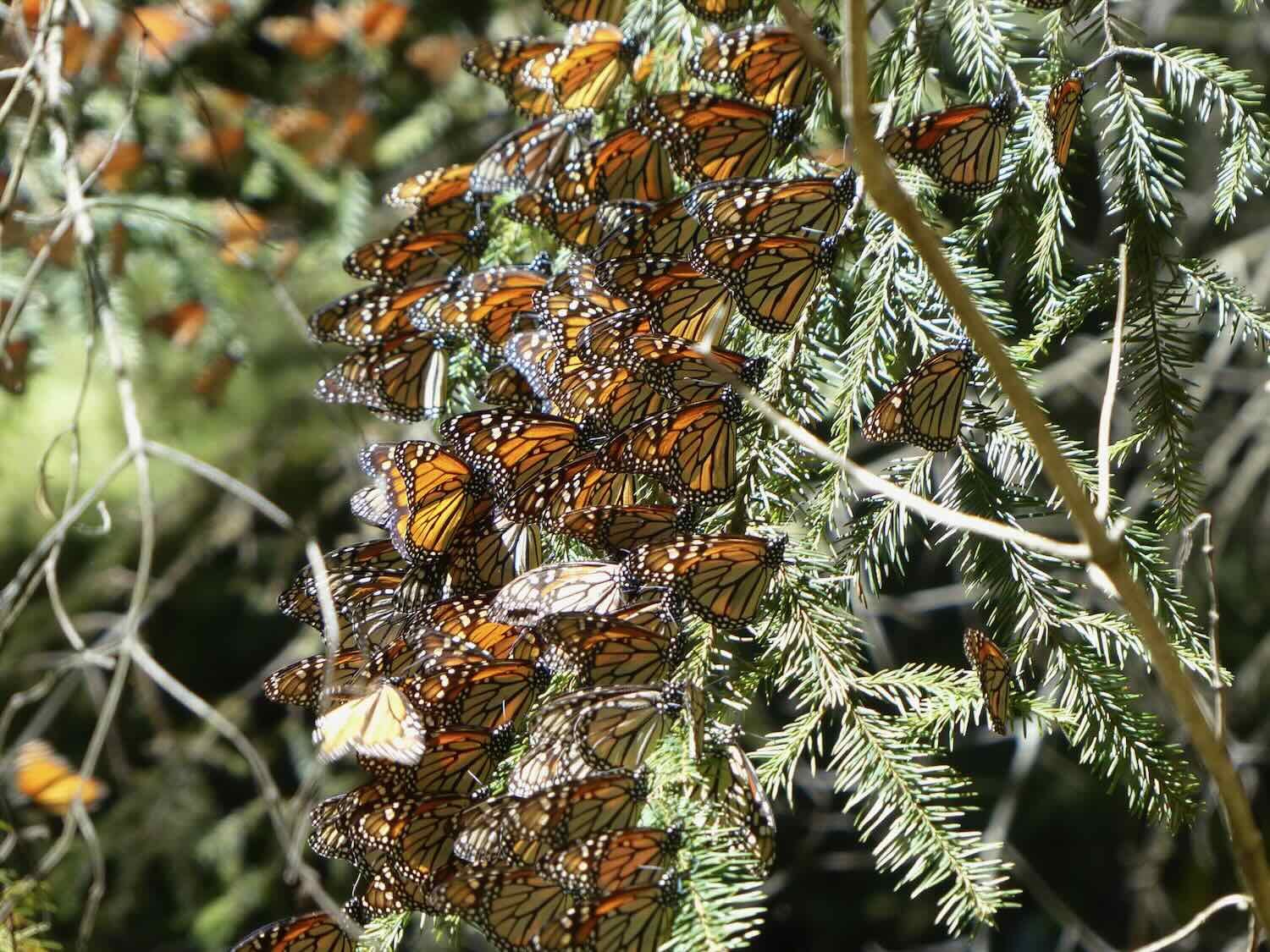 El Rosario Monarch Butterfly Sanctuary, February 2016