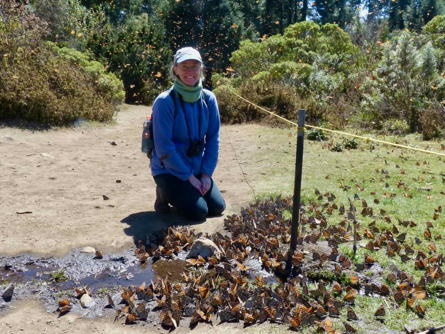 El Rosario Monarch Butterfly Sanctuary, February 2016