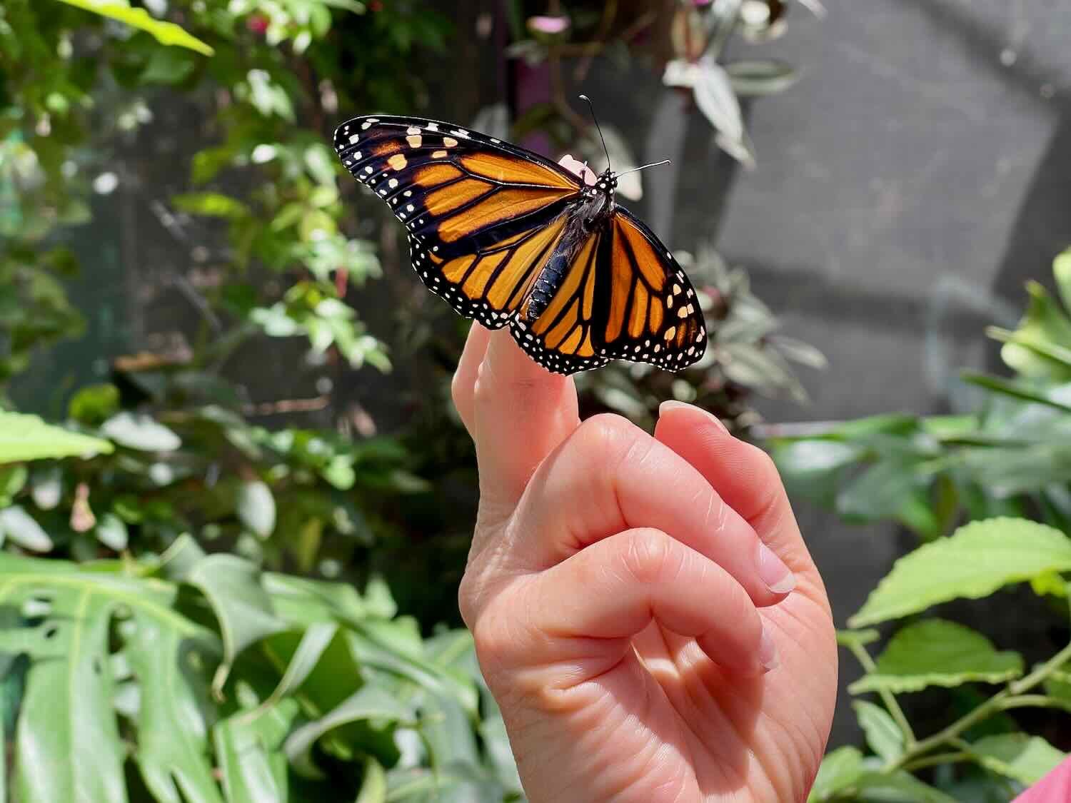 This butterfly had just hatched from its cocoon, and was about to take its first flight