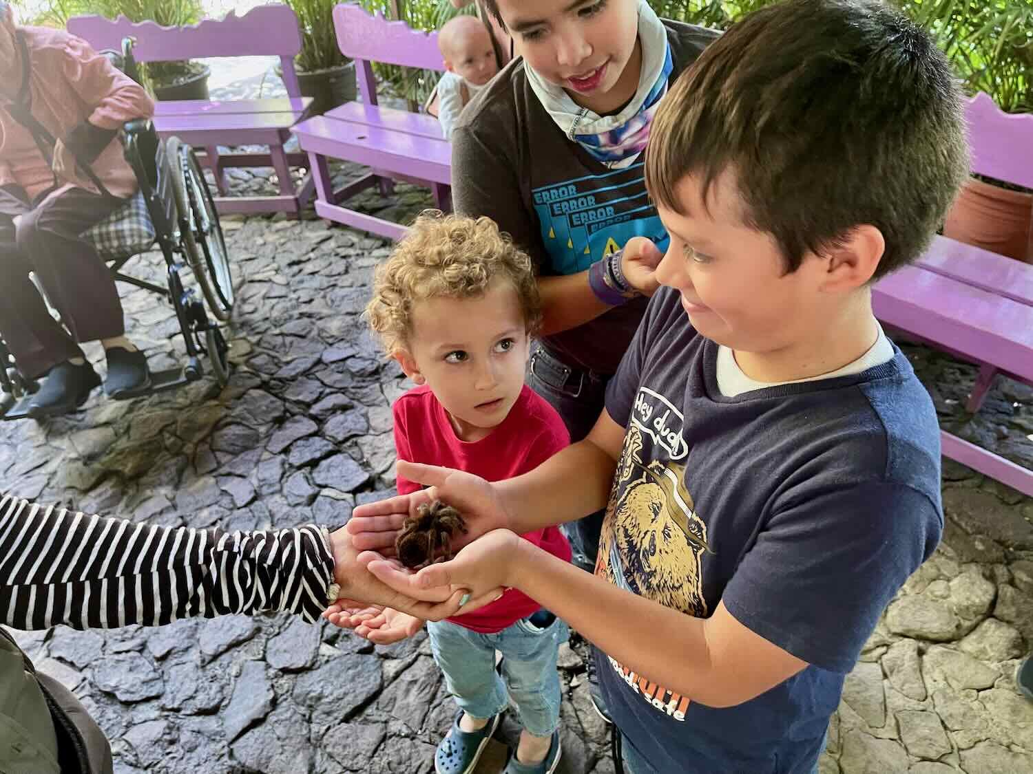 Some boys get friendly with a tarantula