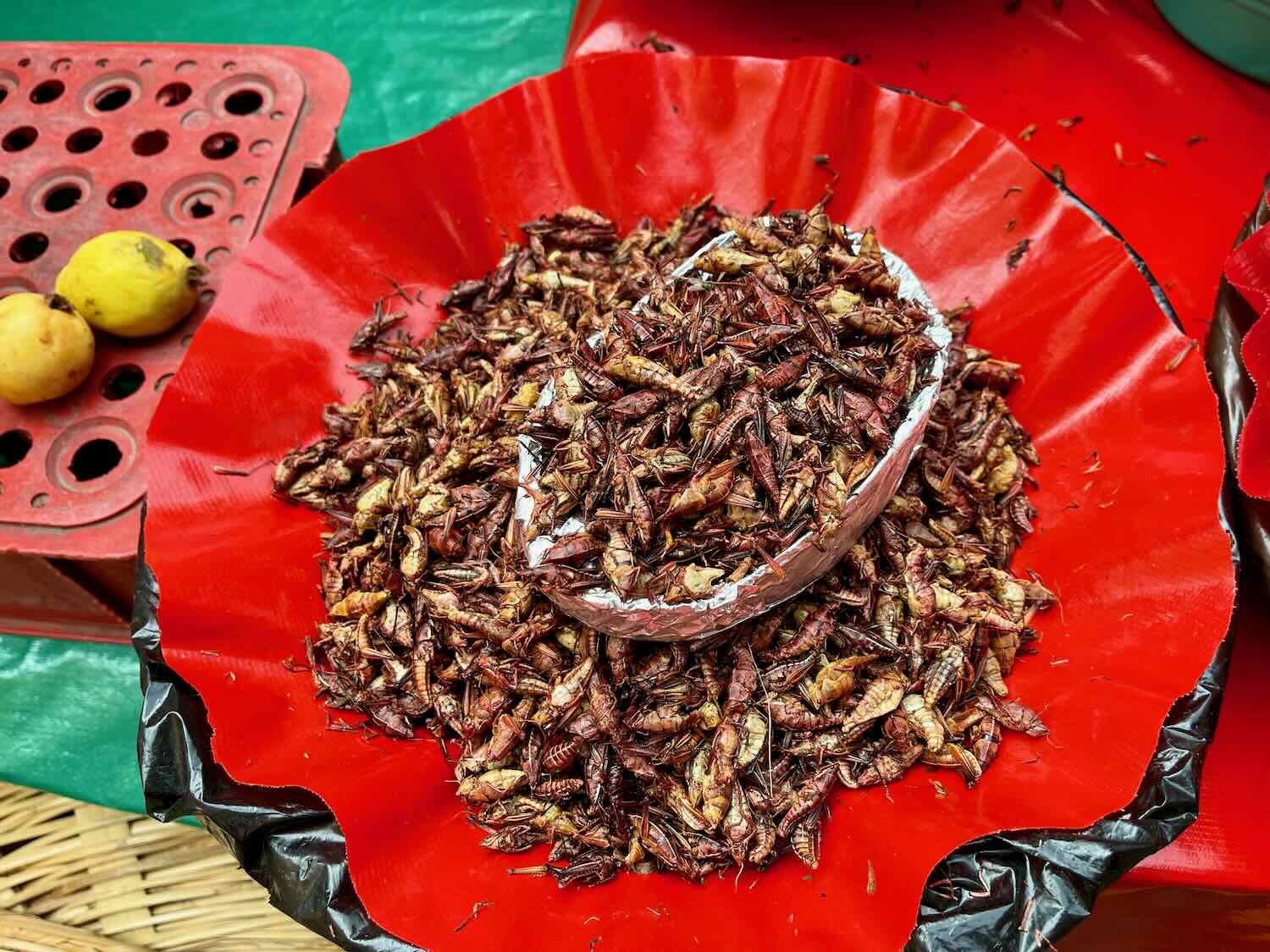 Chapulines - deep fried grasshoppers - are a Oaxacan delicacy dating back to ancient times