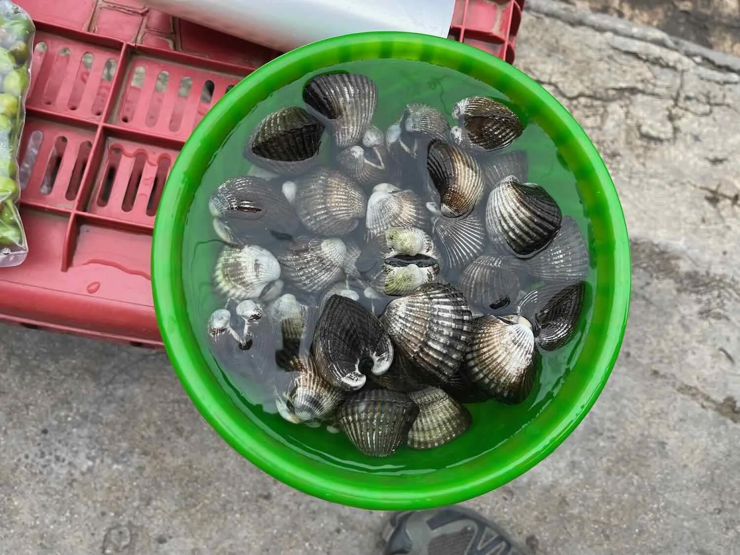 A bucket of live cockles