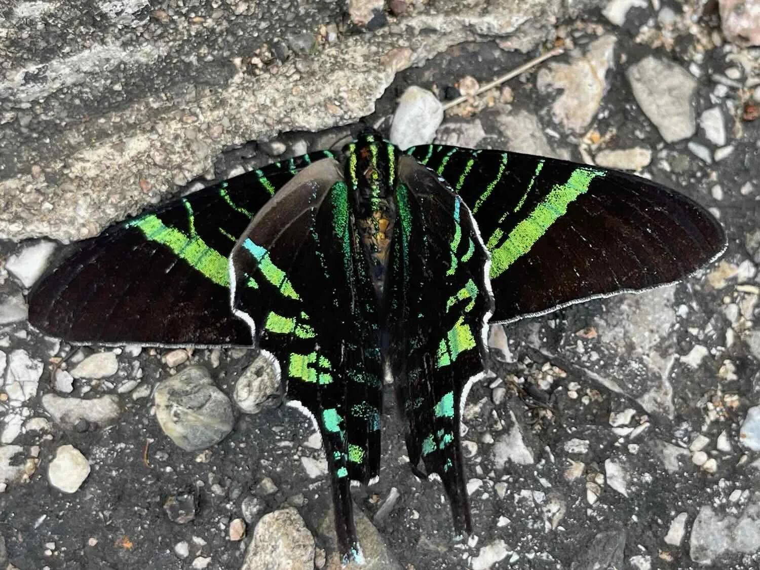 Urania Swallowtail Moth