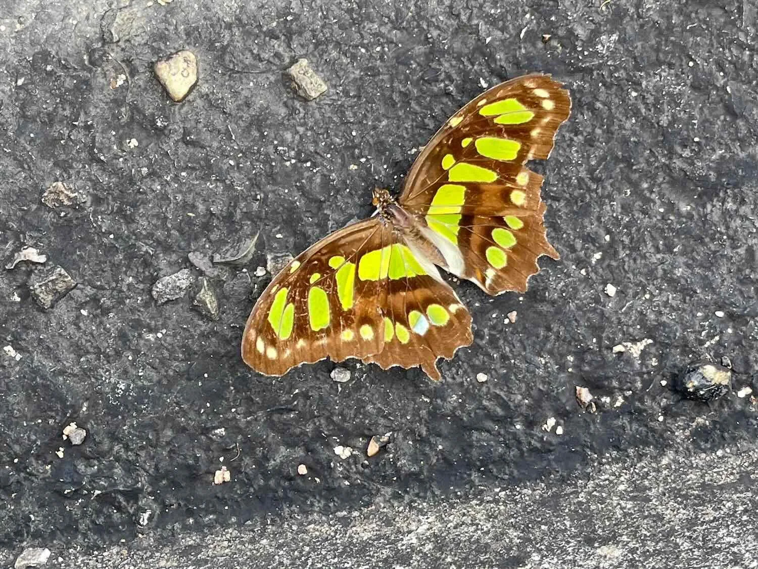Malachite Butterfly