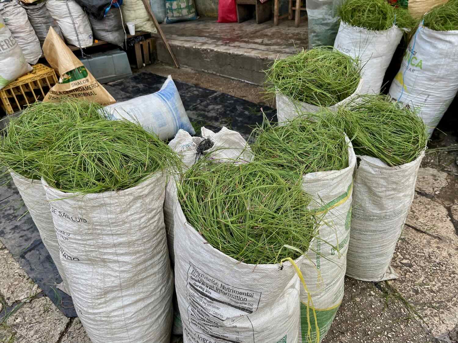 Pine needles have many uses ranging from basket weaving, to a naturally-scented floor covering, and even some folk medicines