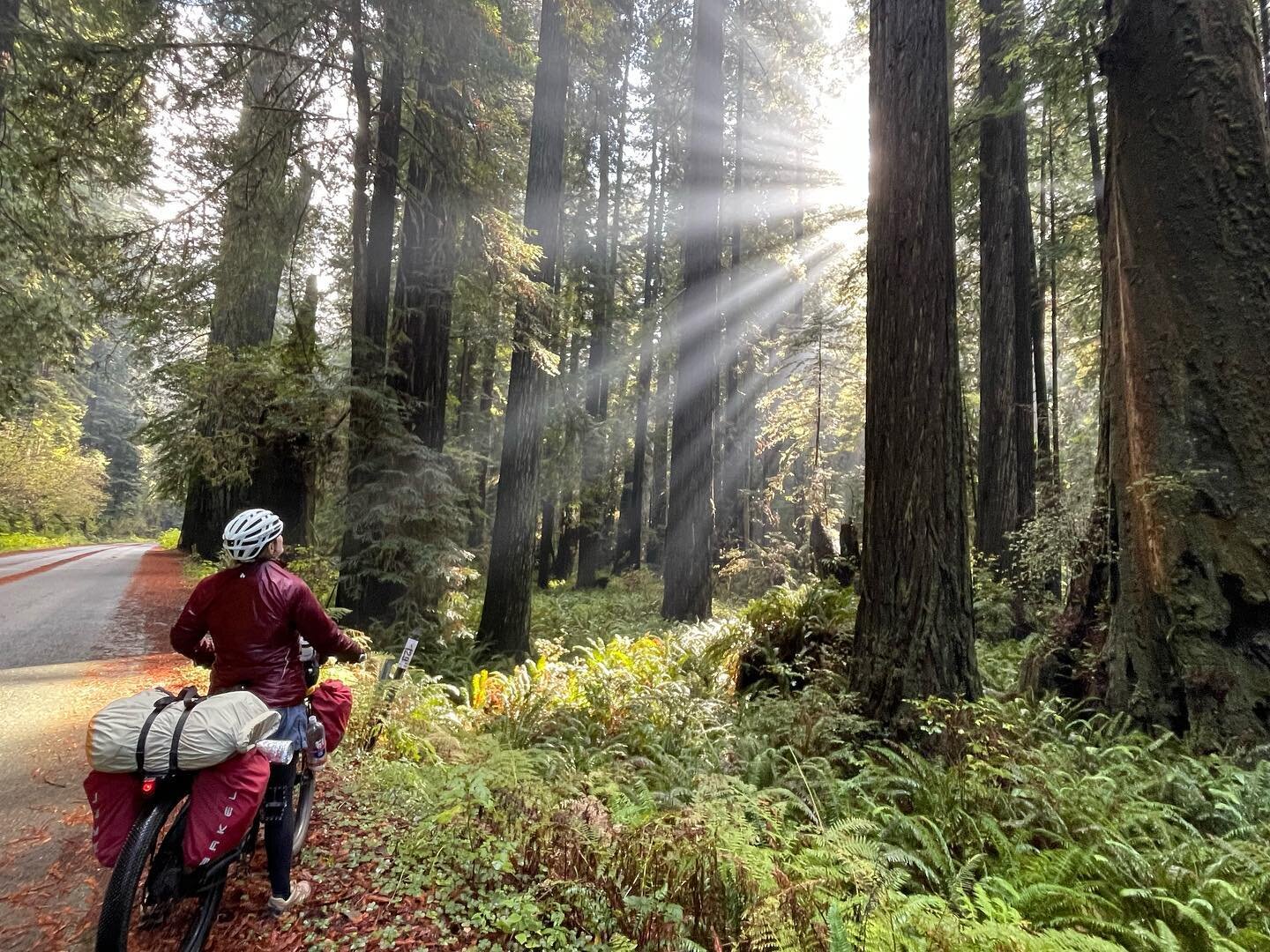 California is home to some of the largest trees in the world (Coastal Redwoods). It is magical cycling through some of these forests along the Pacific Coast Cycling Route. Because the trees are so tall they create lots of sun rays that come down from