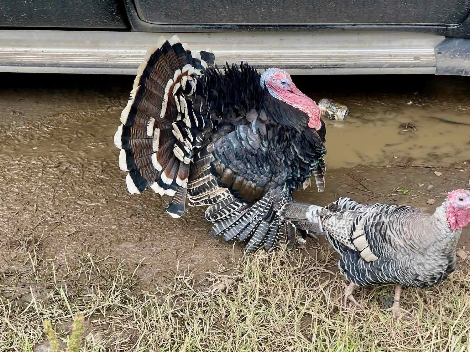 A gobbler tries to impress the hens