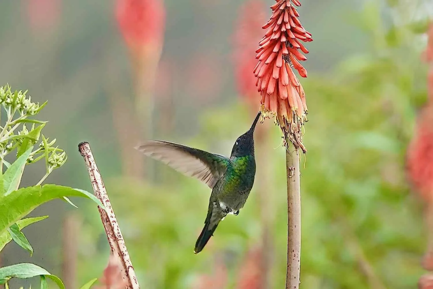Rivoli's Hummingbird and Red Hot Poker