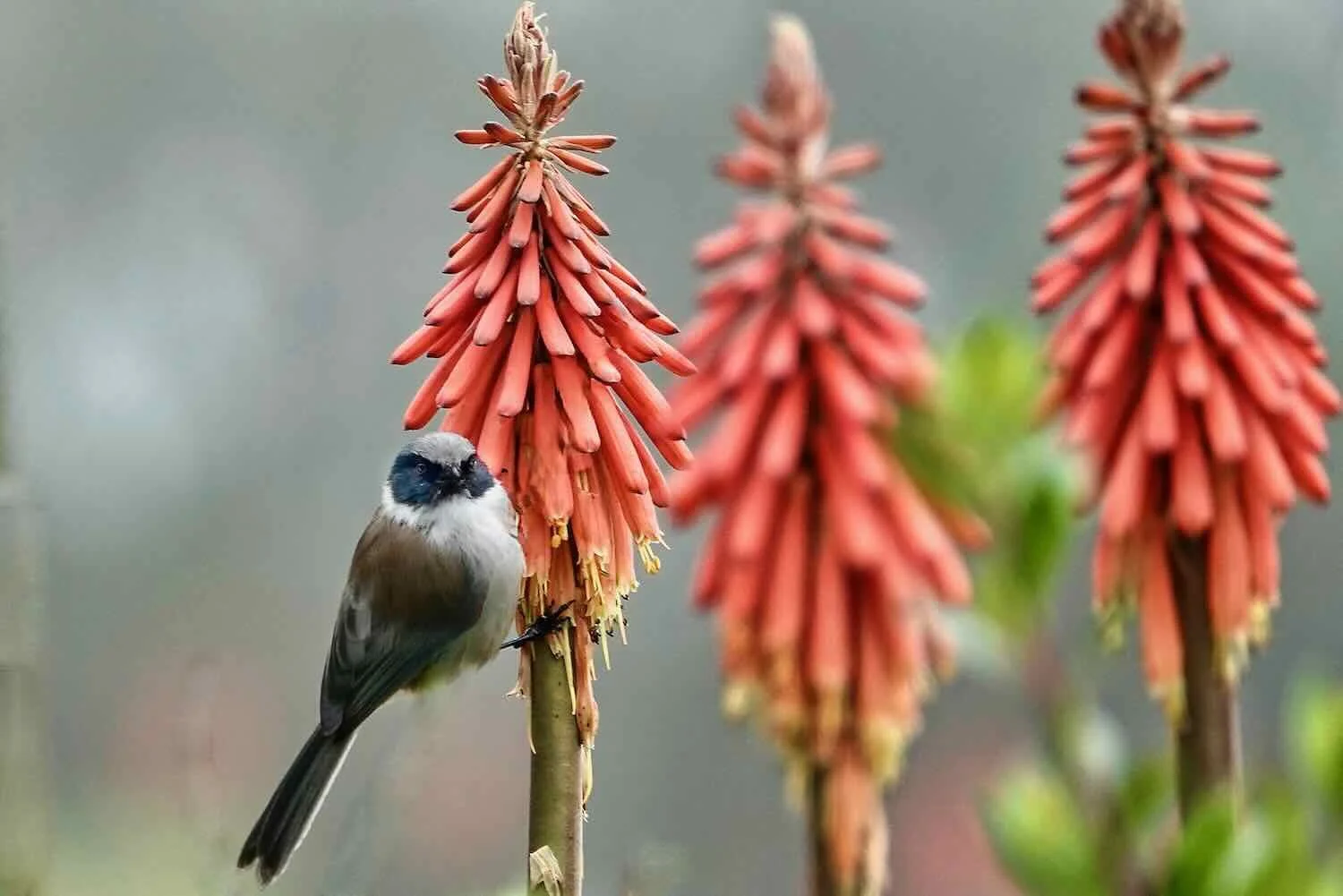 Bushtit and Red Hot Poker