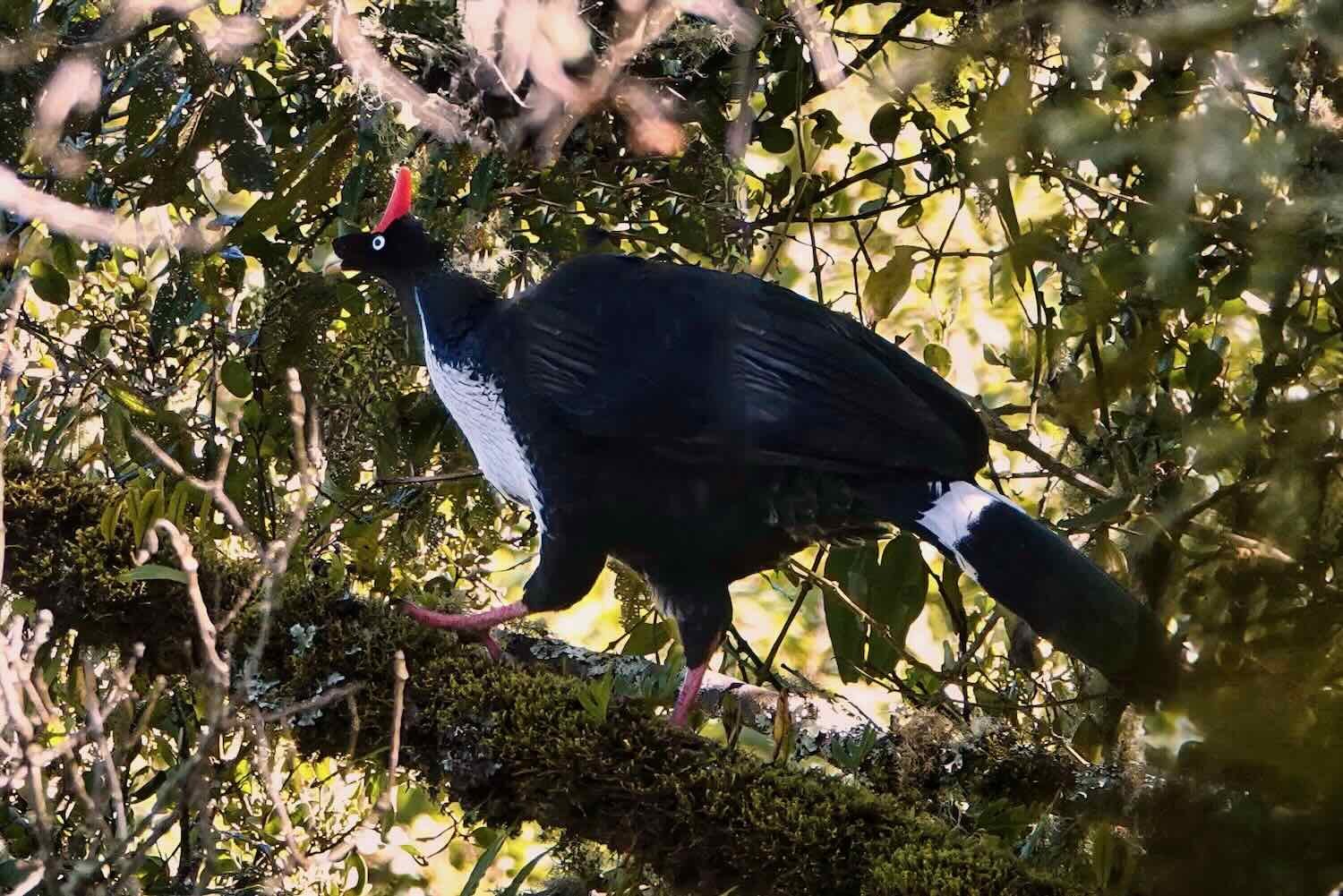 Horned guans have really big bodies