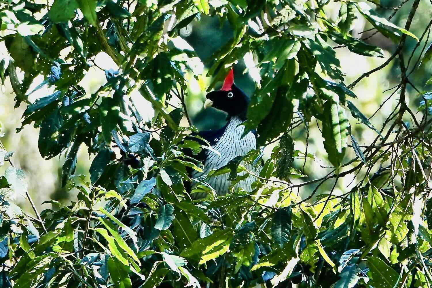 Horned guan feeding in the top of a huge fruit tree