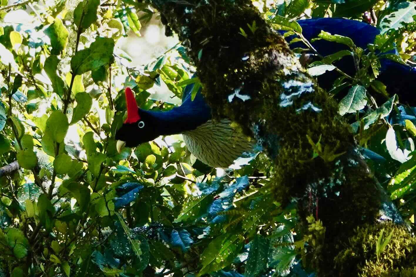 The horned guan knew we were there, and kept a close eye on us