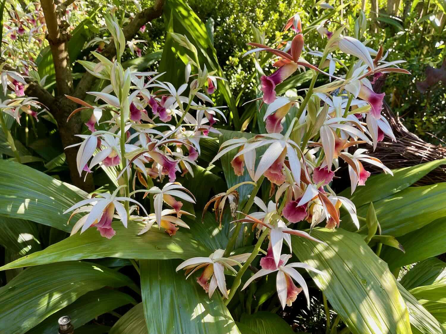 Orchids in a flower nursery