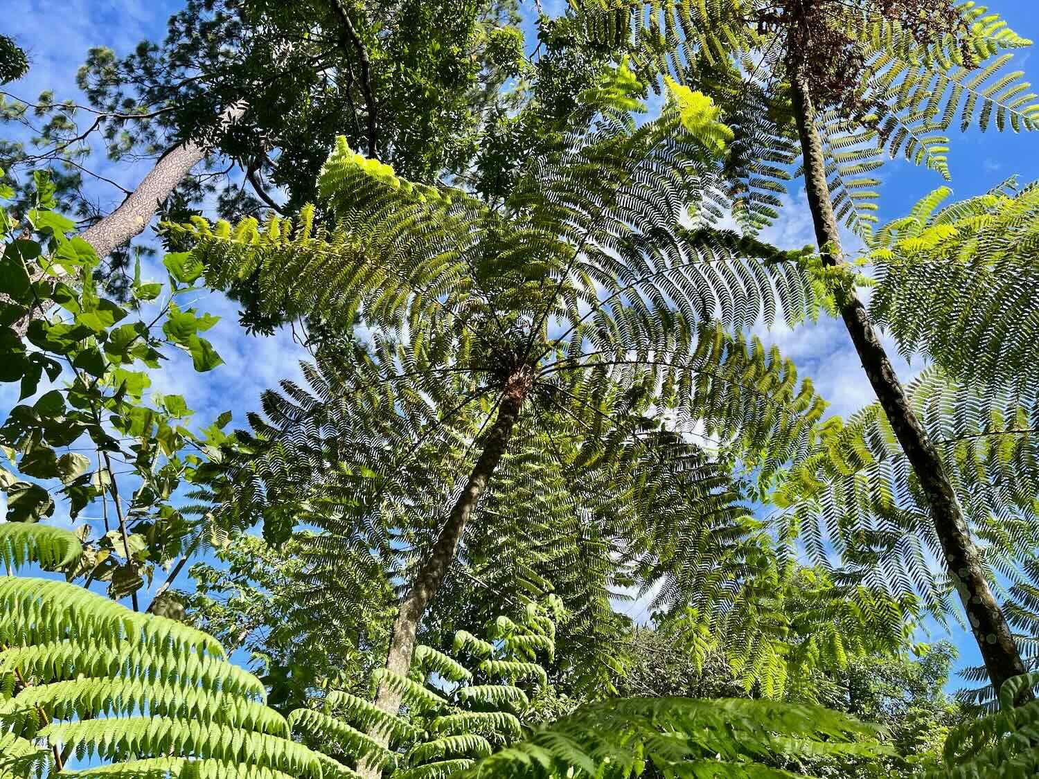 Tree ferns towered overhead