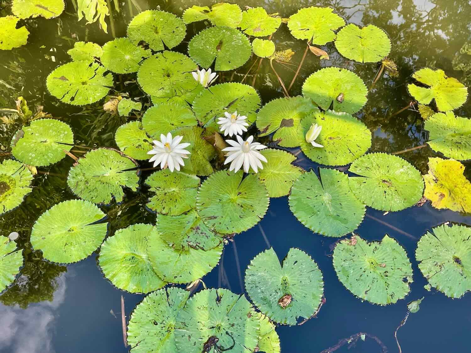 Koi goldfish swam among the pond lilies