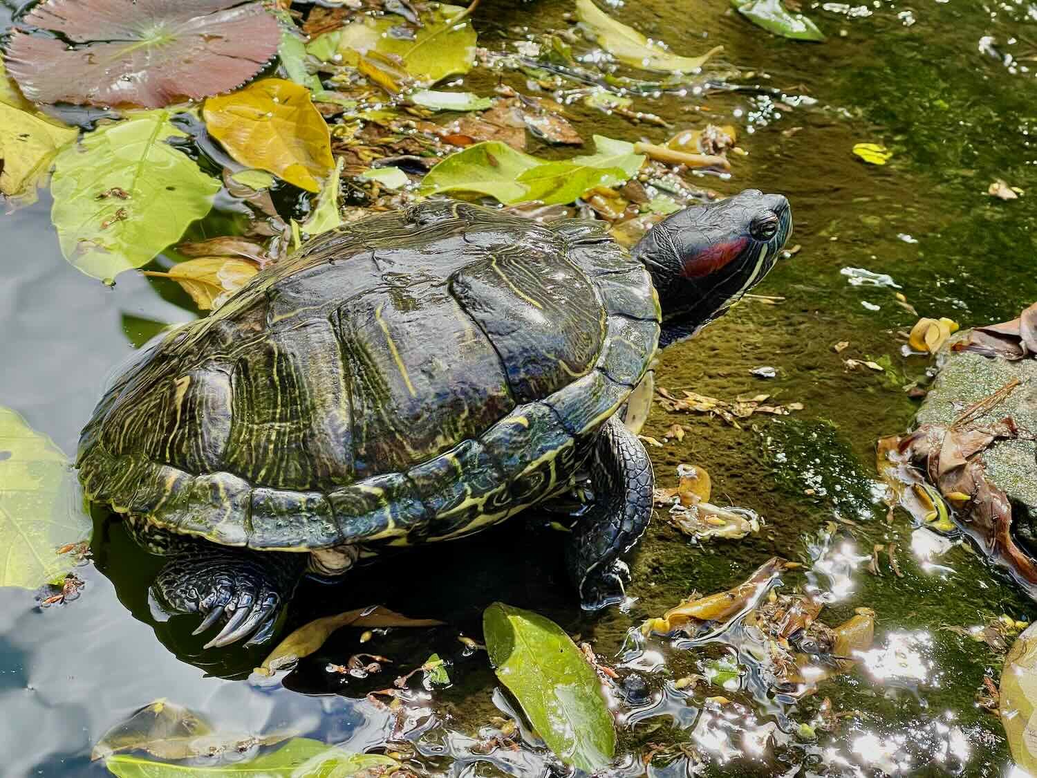 A pond slider also enjoyed the morning sun