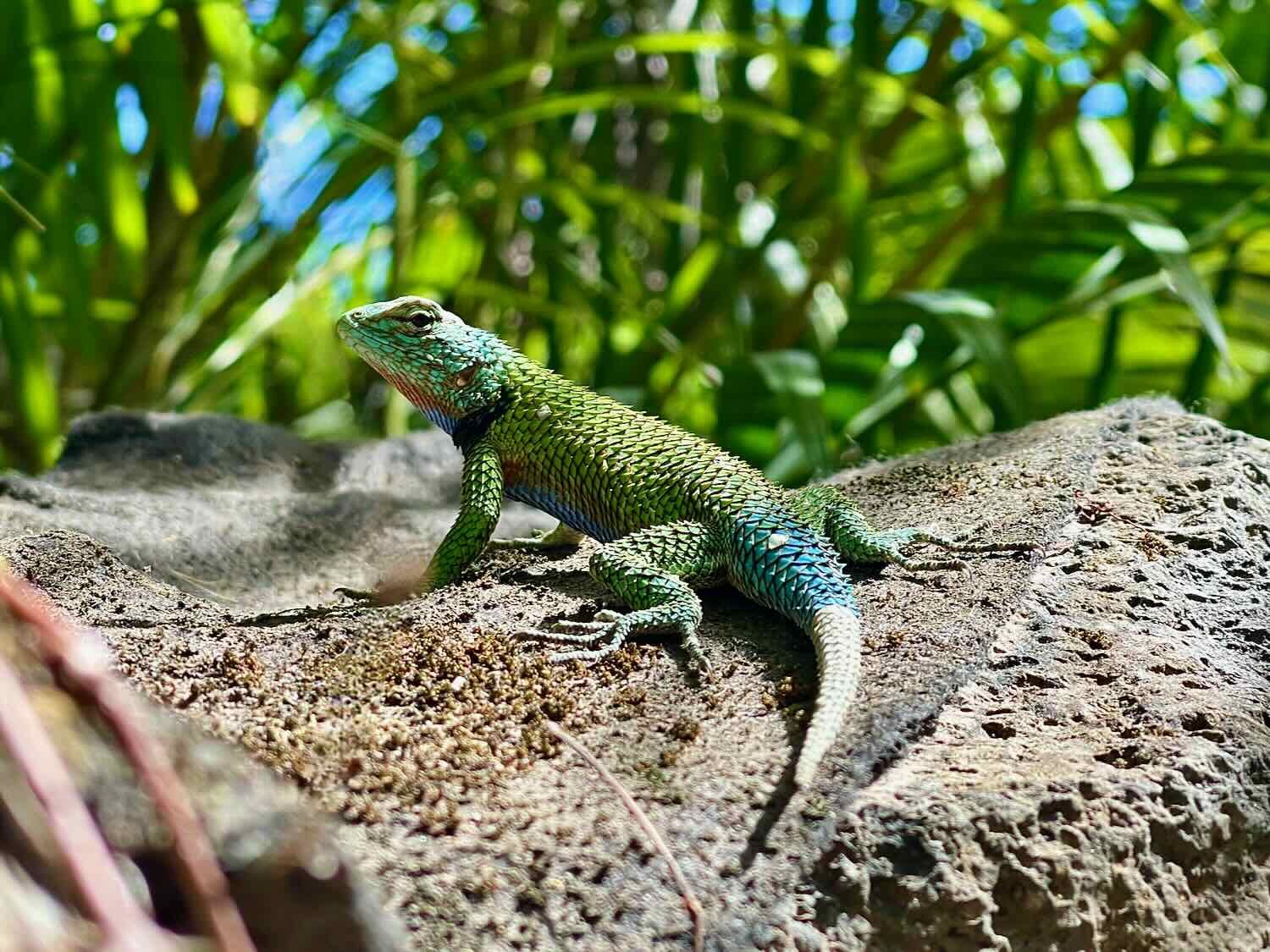 An emerald swift lizard sunbathed on a large rock in the garden